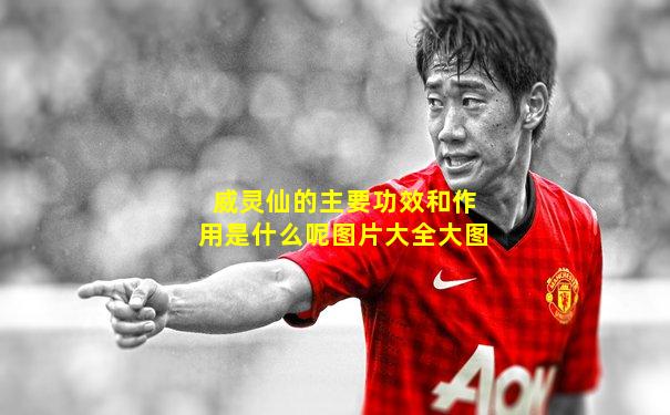 威灵仙的主要功效和作用是什么呢图片大全大图